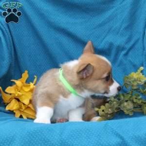 Russel, Pembroke Welsh Corgi Puppy